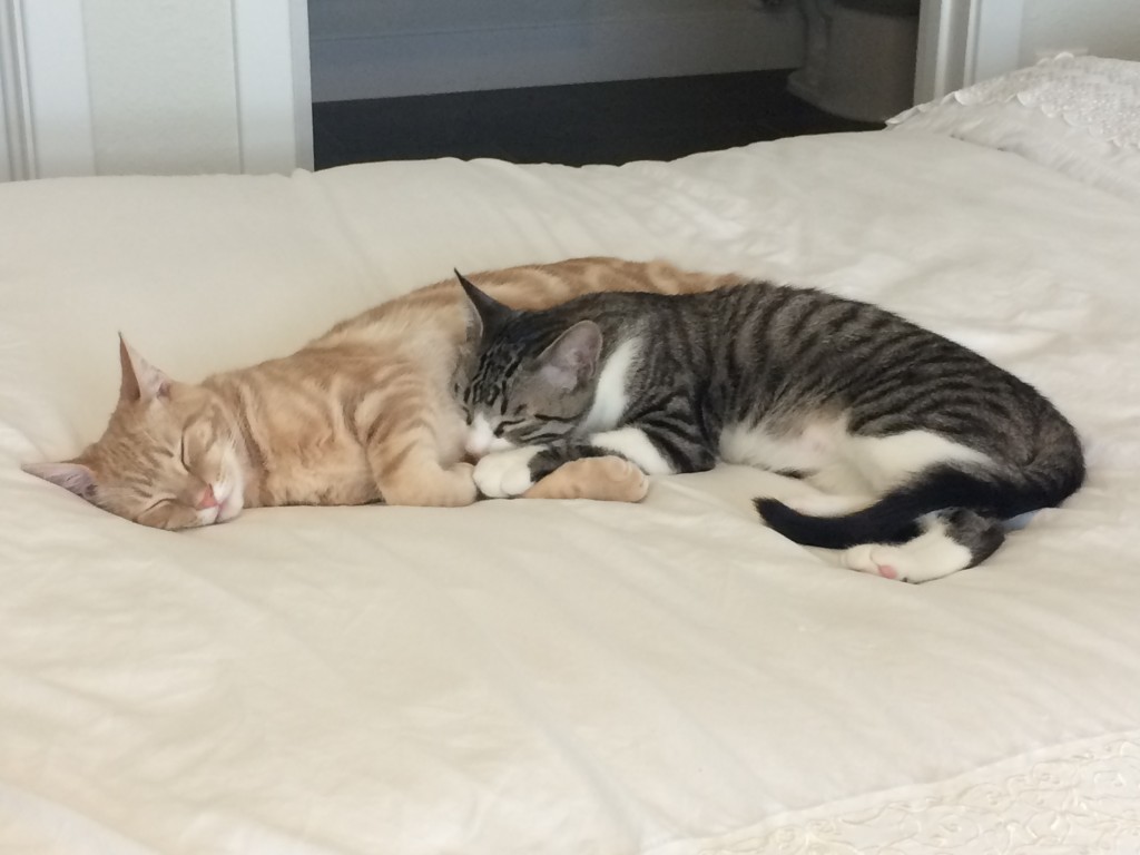 Orange kitten and grey striped and white kitten cuddling together sleeping