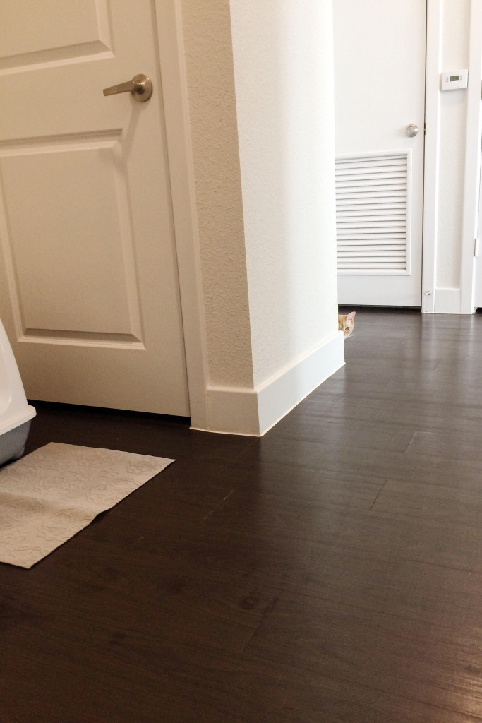 Cute orange cat peeking around the corner in hallway