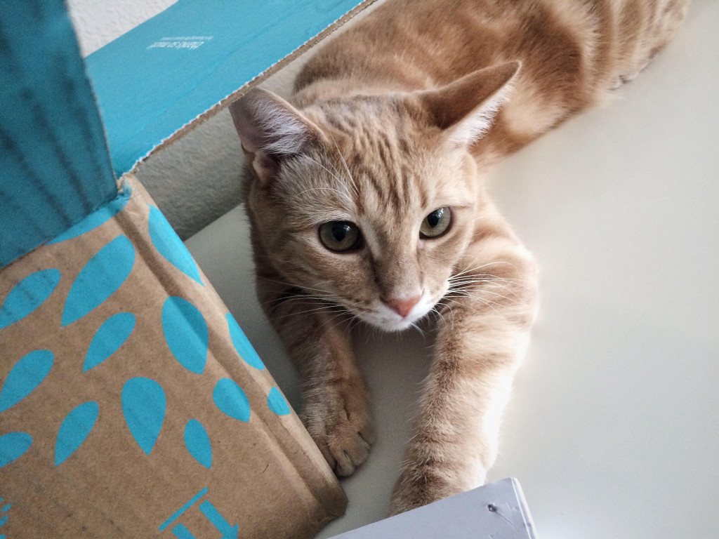 Cute orange cat sitting next to the box looking at the camera
