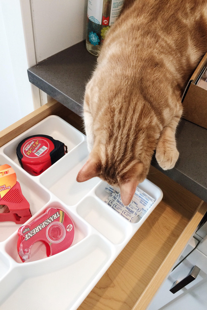 Orange cat looking down into the junk drawer