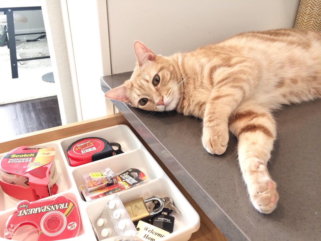 Orange cat laying down beside junk drawer looking like he is tired