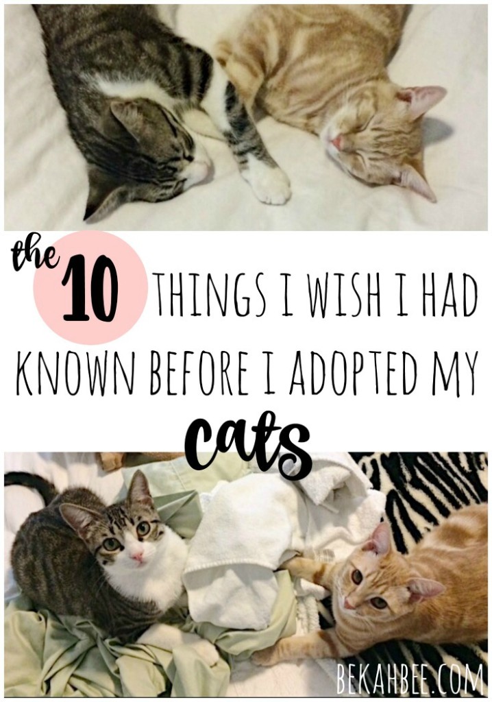 The 10 things I wish I had known before I adopted my cats