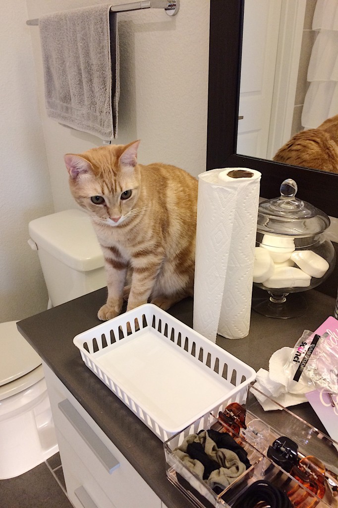 Orange cat looking on during drawer organization with clutter on the counters