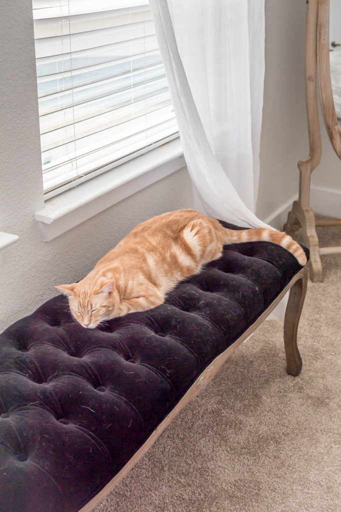 orange cat sleeping on black velvet bench