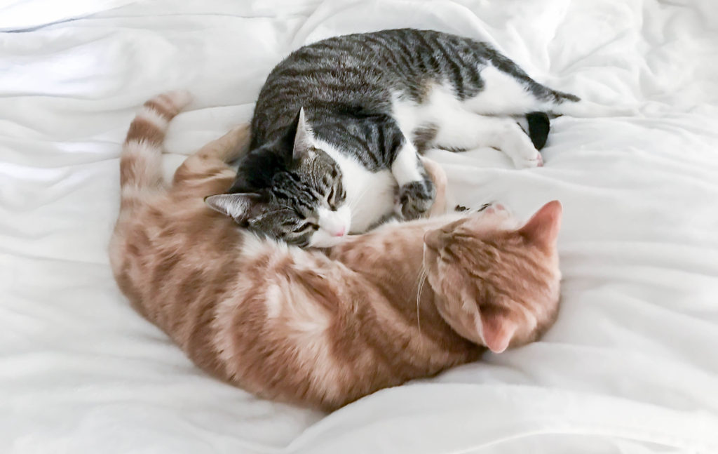 cats cuddled up on a white blanket