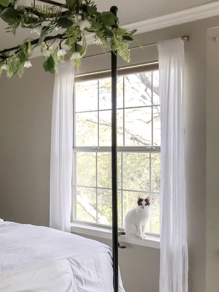 White and calico cat sitting in the window looking at the camera