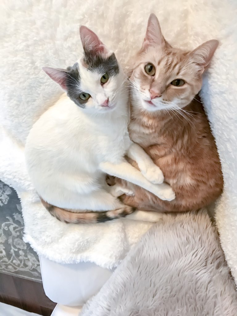 grey and white cat and orange tabby cat cuddling together on cozy blankets