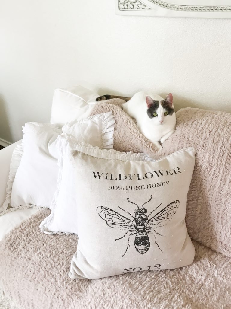 white and grey cat sitting on couch with blanket and pillows